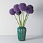 Allium