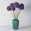 Allium