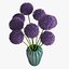 Allium