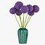 Allium