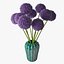 Allium
