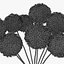 Allium
