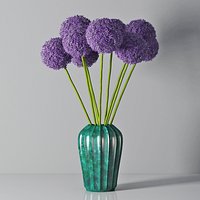 Allium