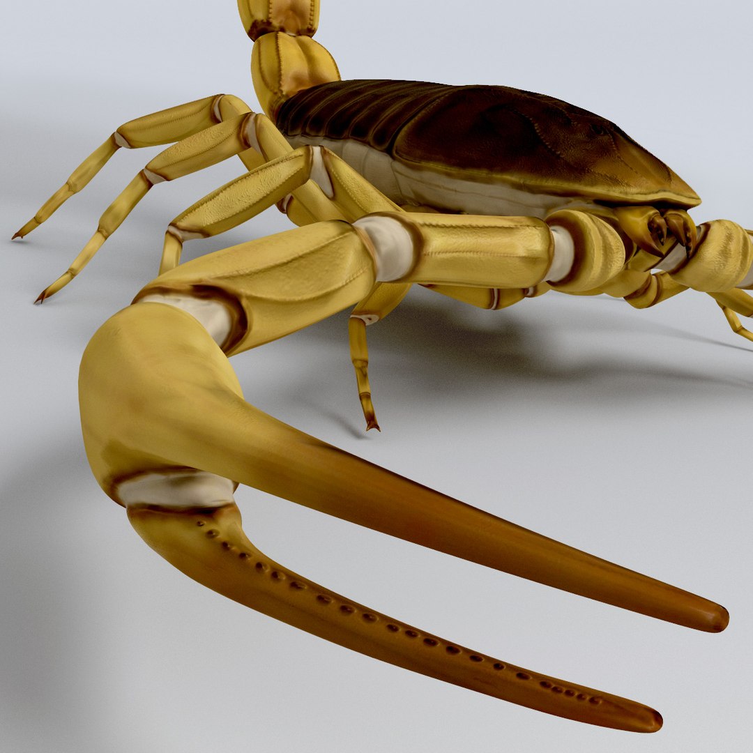 egyptian scorpion 3d model https://p.turbosquid.com/ts-thumb/dV/LVv2tg/FZOAO6cx/egyptian_scorpion_27/jpg/1285964179/1920x1080/fit_q87/b143bf0ef10f45962b283fb13d3bf699e4e3b48b/egyptian_scorpion_27.jpg