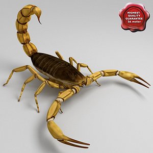 Egyptian Scorpion