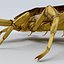 Египетский скорпион