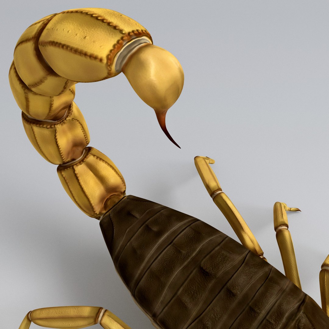 egyptian scorpion 3d model https://p.turbosquid.com/ts-thumb/dV/LVv2tg/ZDeNaSDb/egyptian_scorpion_16/jpg/1285964179/1920x1080/fit_q87/4e7c17c7e54b626fb3a5973ec113bd21ed0e1478/egyptian_scorpion_16.jpg