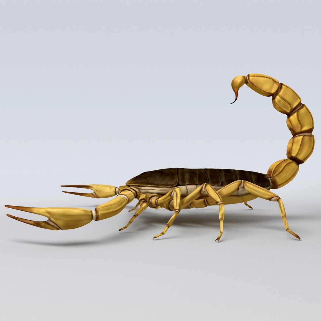egyptian scorpion 3d model https://p.turbosquid.com/ts-thumb/dV/LVv2tg/lCjeHSsa/egyptian_scorpion_03/jpg/1285964178/1920x1080/fit_q87/9d3bc0081a646f3cd4b24c4cab70fa5939a3d4c8/egyptian_scorpion_03.jpg