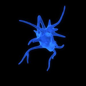 thrombocyte