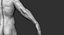 Muscular Human Body