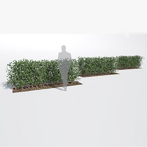 fagus sylvatica hedge small 3D model
