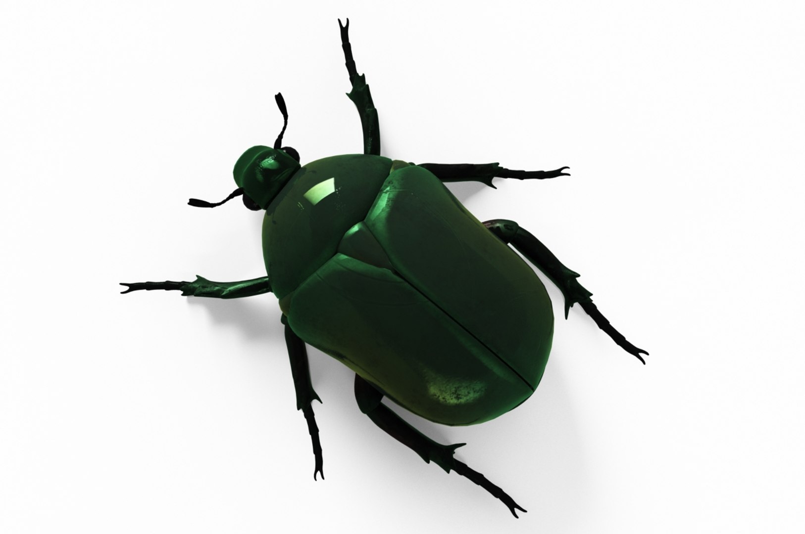 Cetonia Aurata Bug 3D Model - TurboSquid 1374560