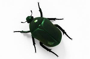 cetonia aurata bug 3D model