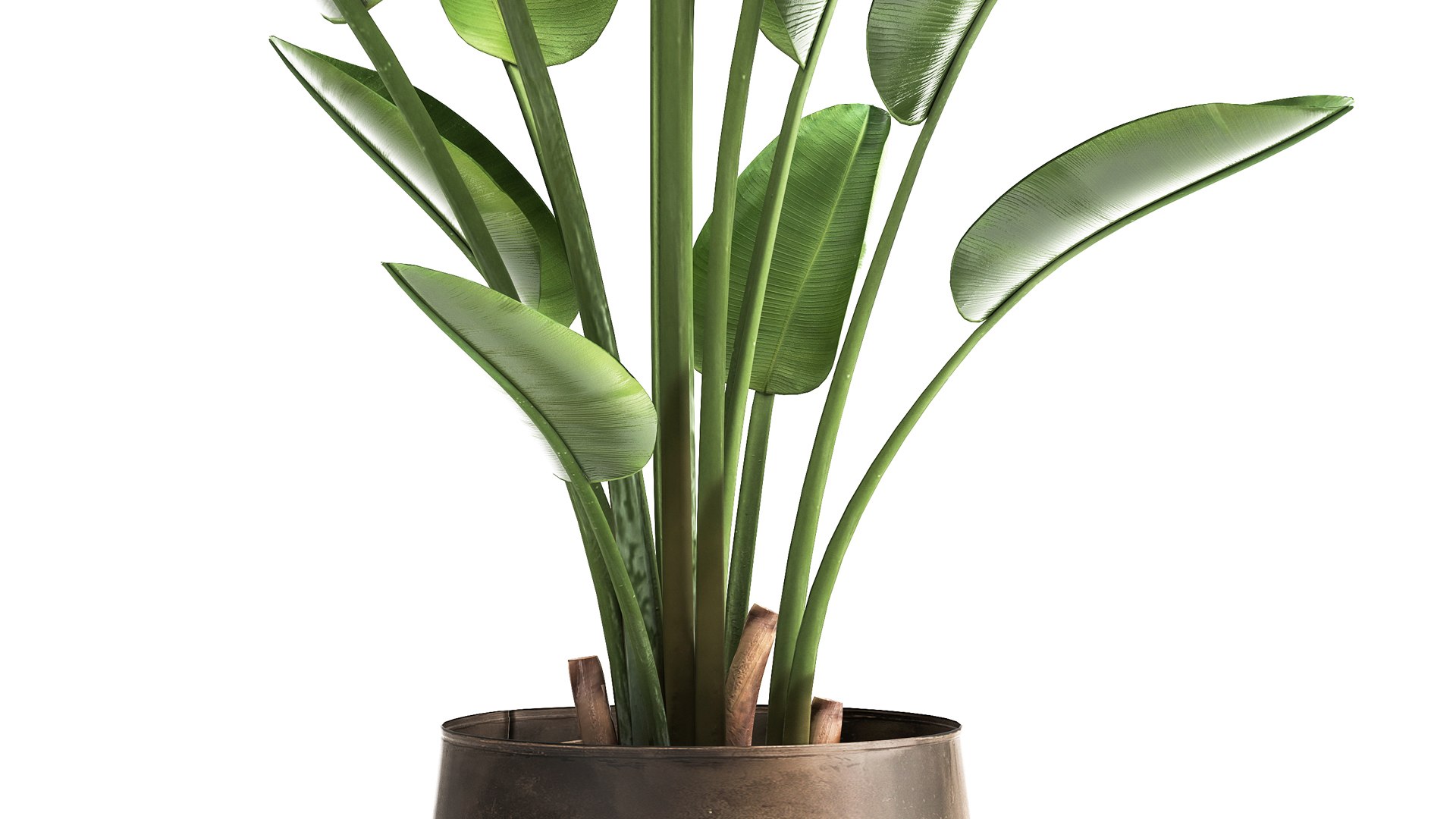 3D model Ravenala palm in a rust pot for the interior 963 https://p.turbosquid.com/ts-thumb/dV/yYAO24/8y/1banana1005202105/jpg/1620810919/1920x1080/fit_q87/d13c43b81b6514fef14a6937074cdf0bf388156c/1banana1005202105.jpg