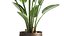 Ravenala palm in a rust pot for the interior 963