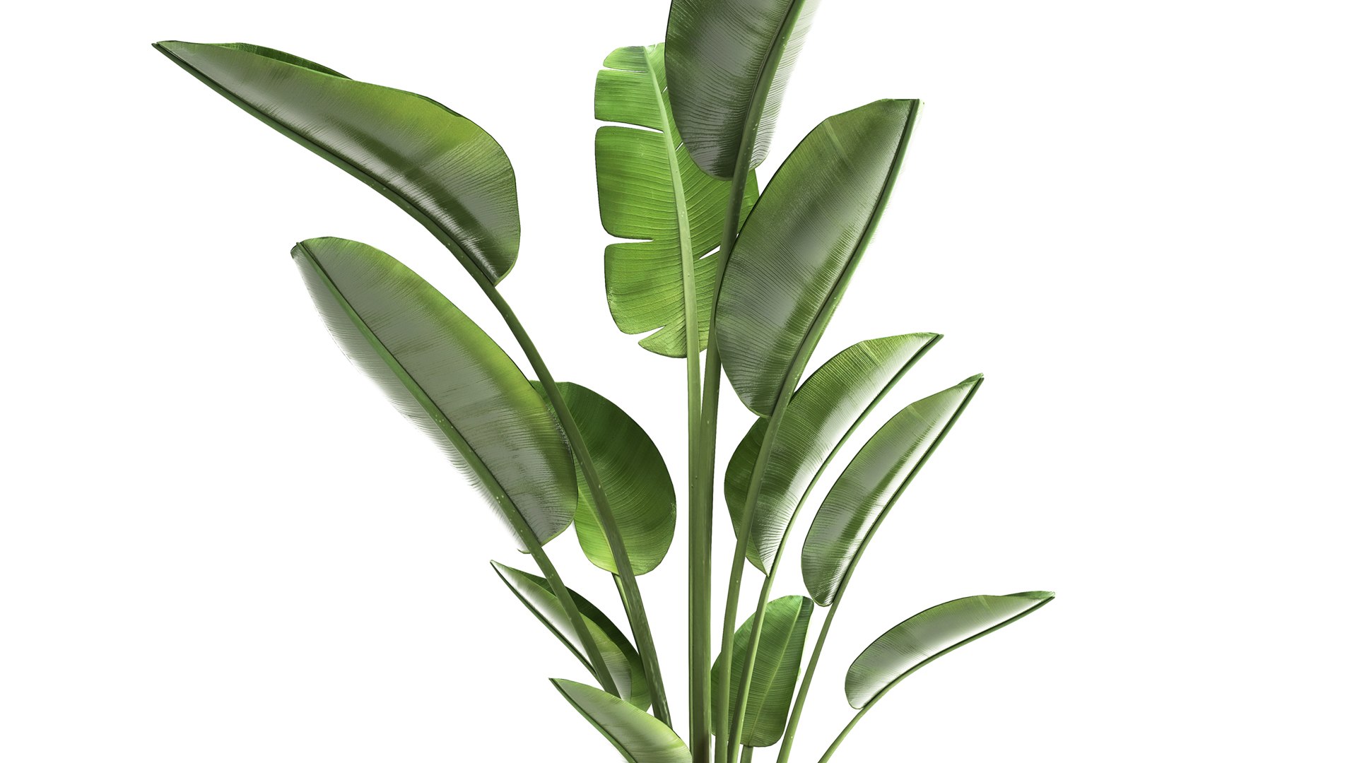 3D model Ravenala palm in a rust pot for the interior 963 https://p.turbosquid.com/ts-thumb/dV/yYAO24/e0/1banana1005202103/jpg/1620810919/1920x1080/fit_q87/d18e1a766726e0de2d4195c2501179929460544b/1banana1005202103.jpg