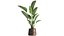 Ravenala palm in a rust pot for the interior 963