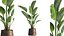 Ravenala palm in a rust pot for the interior 963