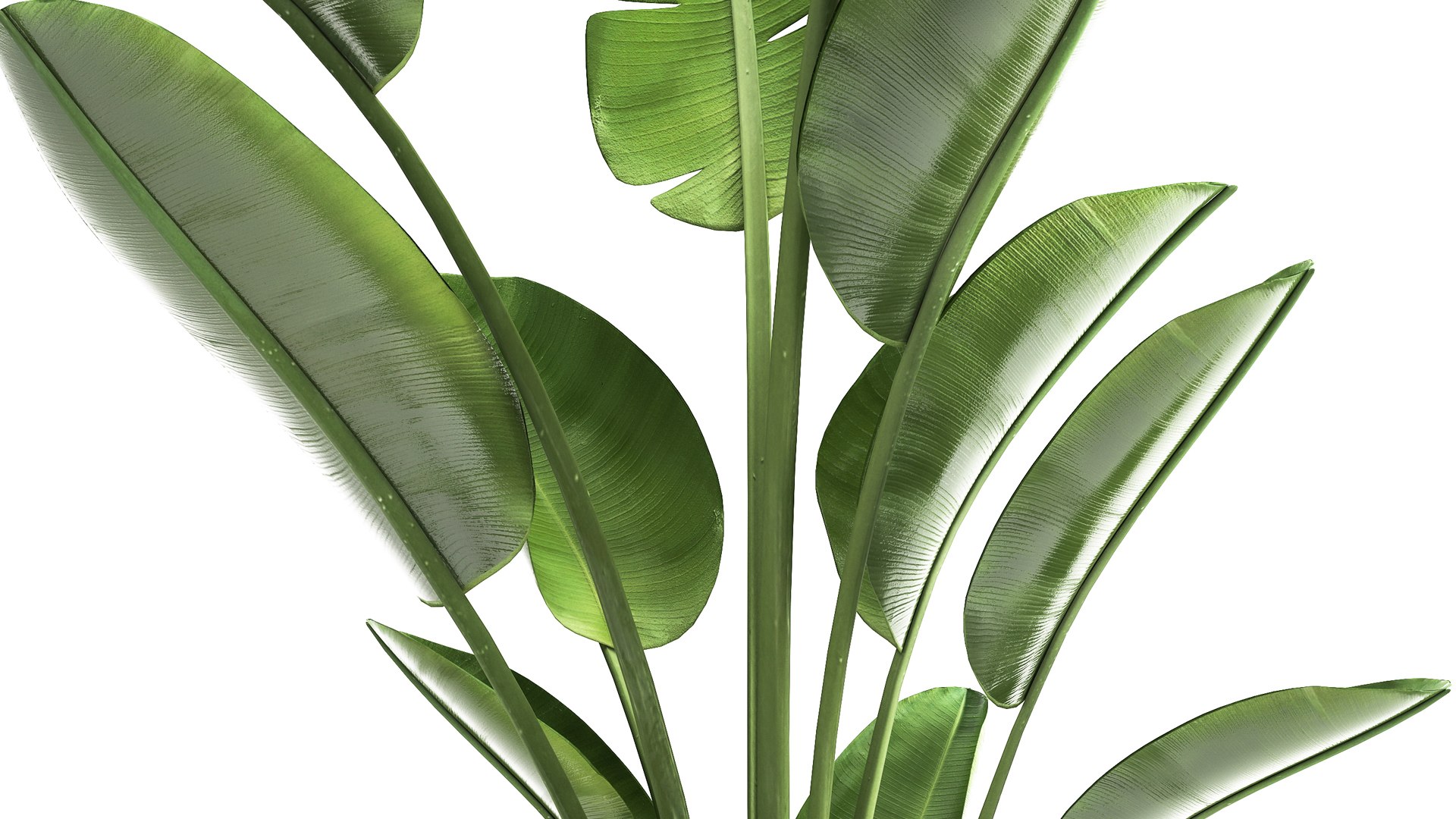 3D model Ravenala palm in a rust pot for the interior 963 https://p.turbosquid.com/ts-thumb/dV/yYAO24/mZ/1banana1005202106/jpg/1620810919/1920x1080/fit_q87/19cc351d5d724850a8babd2800b33dbcfe98e68b/1banana1005202106.jpg