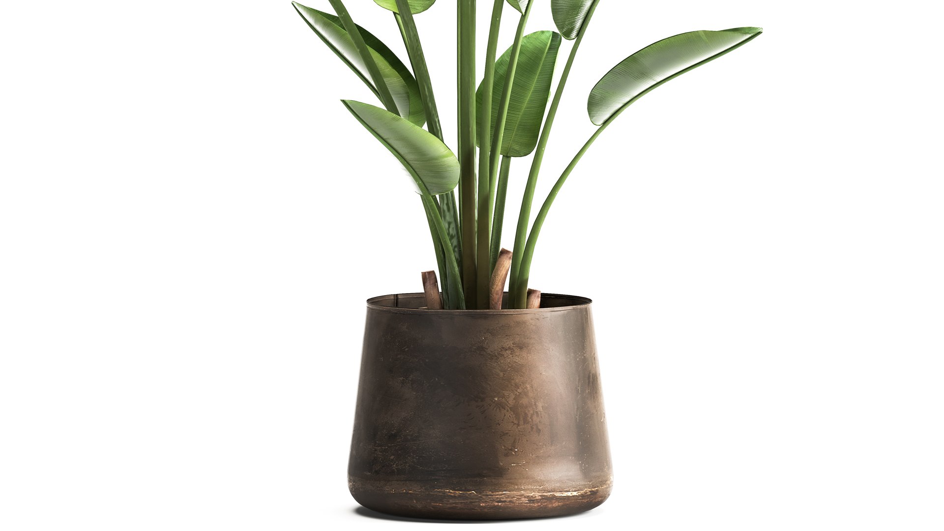 3D model Ravenala palm in a rust pot for the interior 963 https://p.turbosquid.com/ts-thumb/dV/yYAO24/oF/1banana1005202104/jpg/1620810918/1920x1080/fit_q87/1bbe0457cdb19c294491cea826438ff8a76e231c/1banana1005202104.jpg