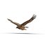 eagles modeled 3d model