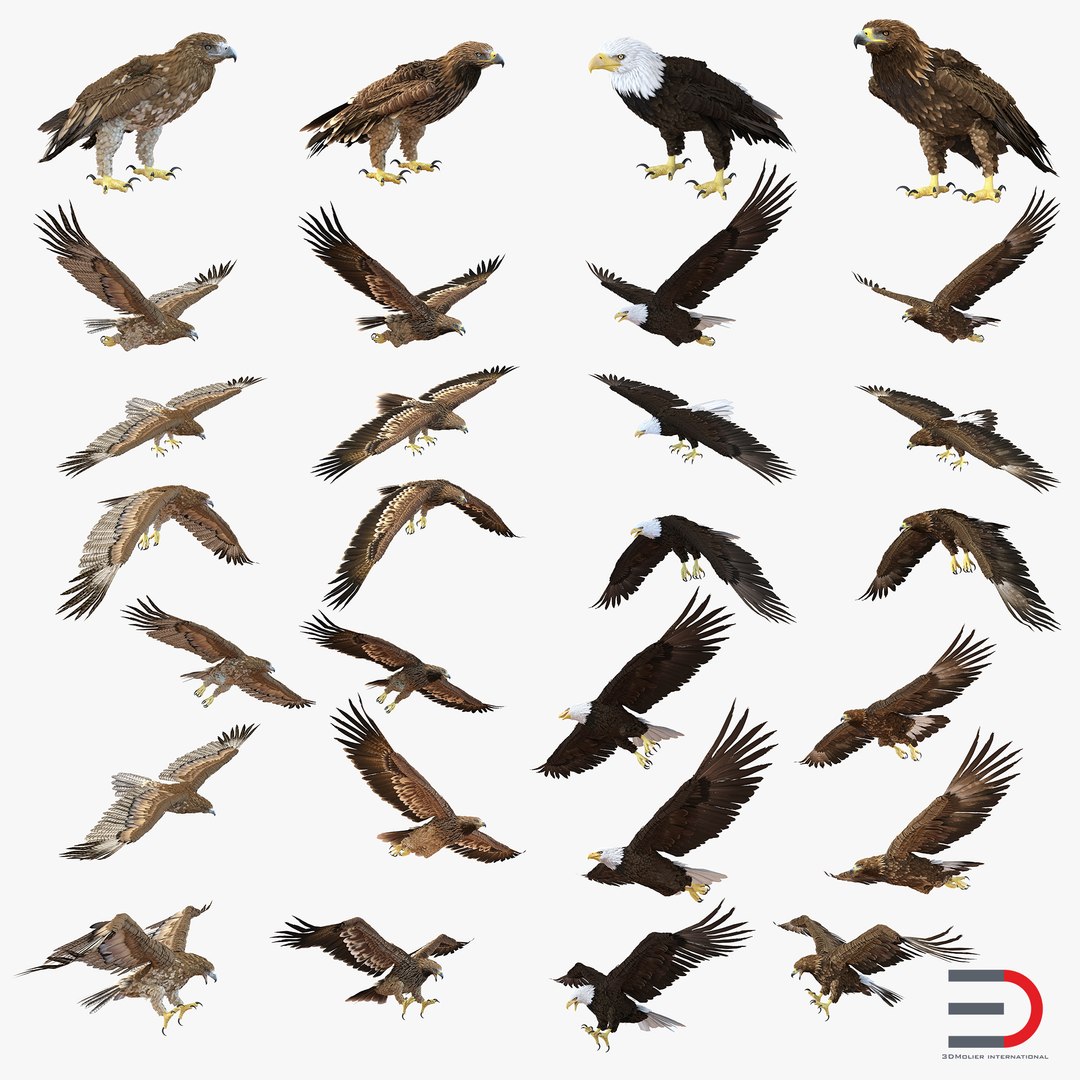 Eagles 3D Models Collection 3D model preview