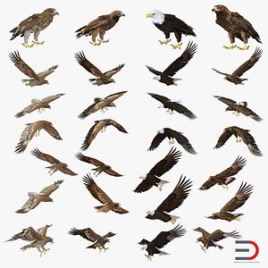 Eagles 3D Models Collection
