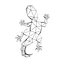 lizard