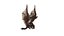 Drachen