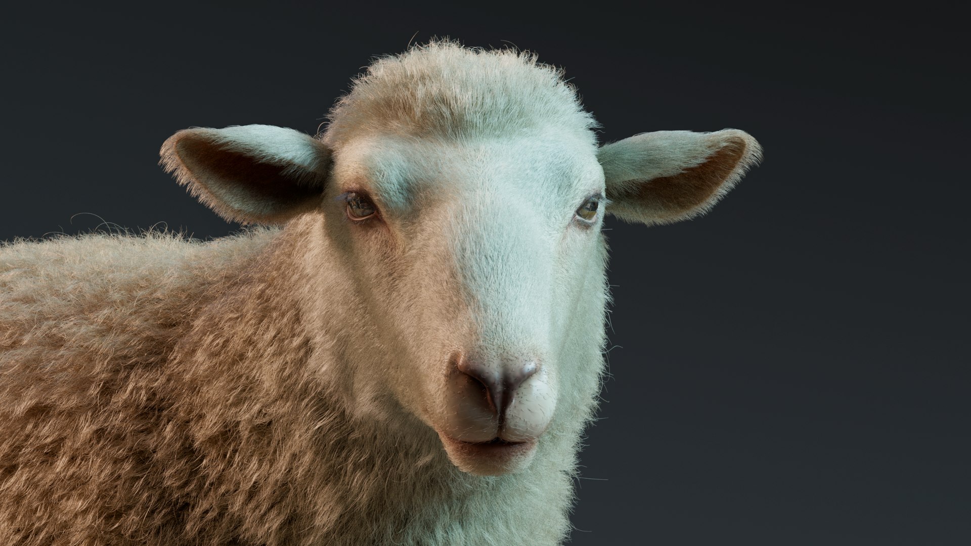 Sheep Rigged Animated With Fur 3D TurboSquid 2165685