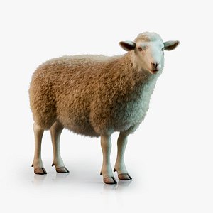 Sheep Rigged Animated with Fur1