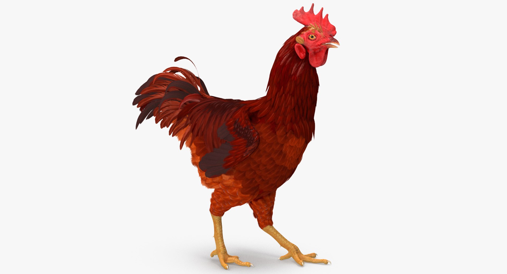 Brown Hen Walking 3D model preview