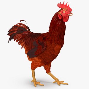 3d model brown hen walking