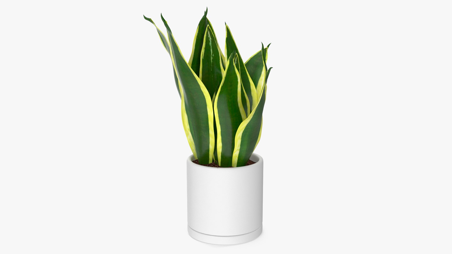 Mother in Laws Tongue Plant 3D model preview