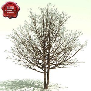 Cornus florida