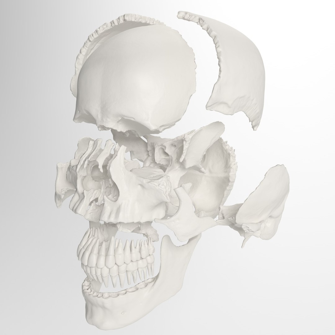 3d human skull https://p.turbosquid.com/ts-thumb/dW/fLk5d1/3cPsemzZ/exploded1/jpg/1346769048/1920x1080/fit_q87/3b46d6b33c2815ea8962ffbe1b2cf900c07d5ae3/exploded1.jpg