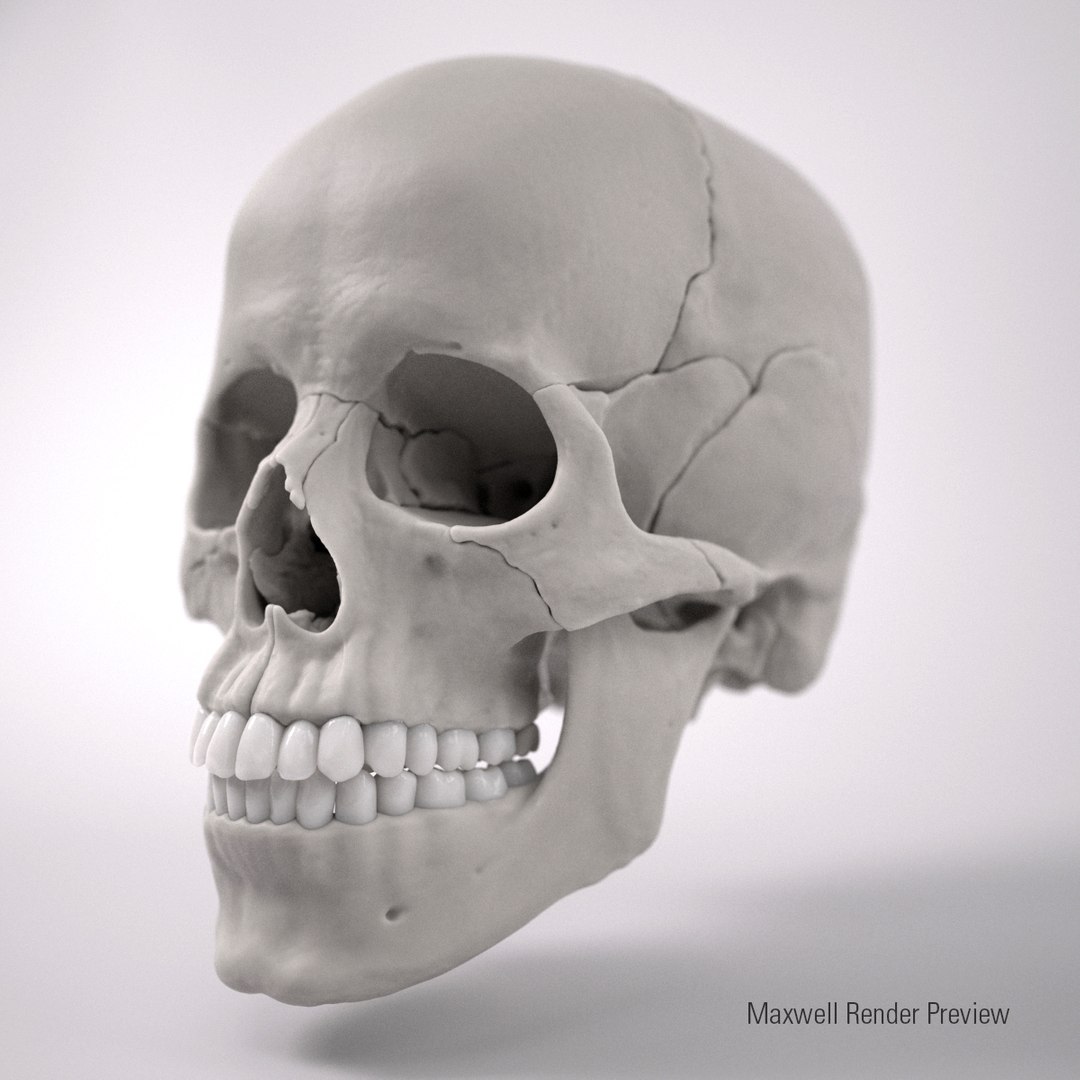 3d human skull https://p.turbosquid.com/ts-thumb/dW/fLk5d1/6siaHzt3/frontpers/jpg/1347907338/1920x1080/fit_q87/2d61f1bbb189fb546ed81f7cc656682211465fcd/frontpers.jpg