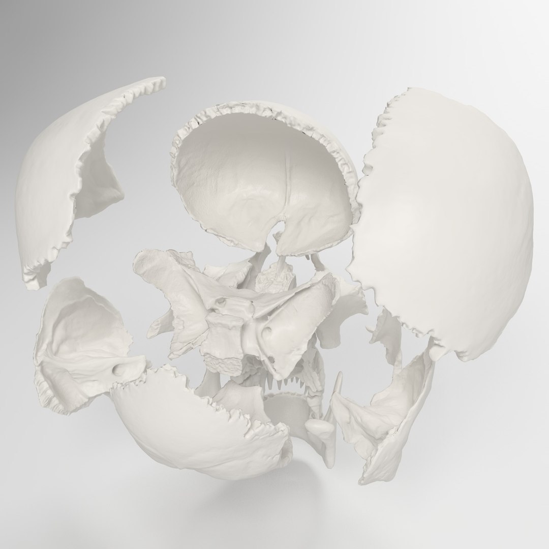 3d human skull