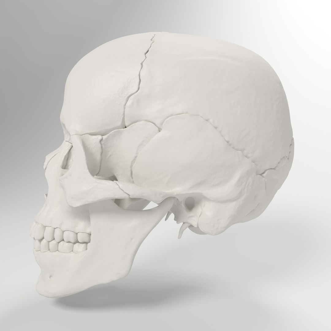3d human skull https://p.turbosquid.com/ts-thumb/dW/fLk5d1/KvDlM8oQ/sideview/jpg/1346769048/1920x1080/fit_q87/8dac03e2c0f5a63049b24a9ab017c84f80f6771c/sideview.jpg