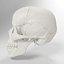 Advanced Skull