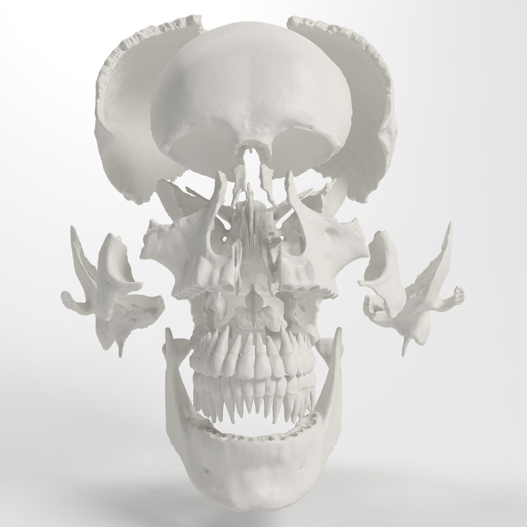 3d human skull https://p.turbosquid.com/ts-thumb/dW/fLk5d1/MNc3vEOC/exploded2/jpg/1346769048/1920x1080/fit_q87/6e98f2ab8a68a07dc9c450b80a699338af2d0ce7/exploded2.jpg
