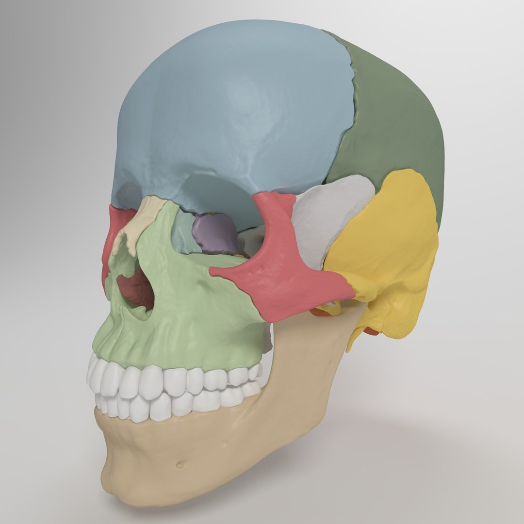 3d human skull https://p.turbosquid.com/ts-thumb/dW/fLk5d1/NNIzxs4l/skullcolored/jpg/1347057318/1920x1080/fit_q87/26c9d8400e39163b69e747d6908b0a63ddba93c5/skullcolored.jpg