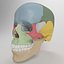 Advanced Skull