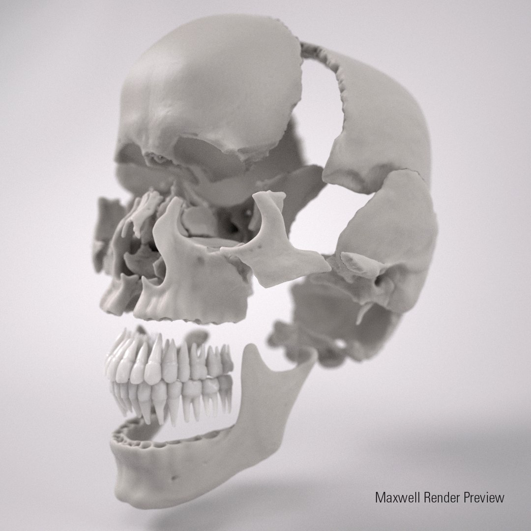 3d human skull https://p.turbosquid.com/ts-thumb/dW/fLk5d1/YctrEVWA/exploded1/jpg/1347907338/1920x1080/fit_q87/76a5c29c6cd6062c4c79685a1c13652dea77fe38/exploded1.jpg