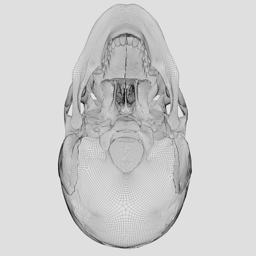 3d human skull https://p.turbosquid.com/ts-thumb/dW/fLk5d1/bMyNiYhy/wireframebottom/jpg/1346769048/1920x1080/fit_q87/3704c778a2552c5496d49d943d8355d5c2c04507/wireframebottom.jpg
