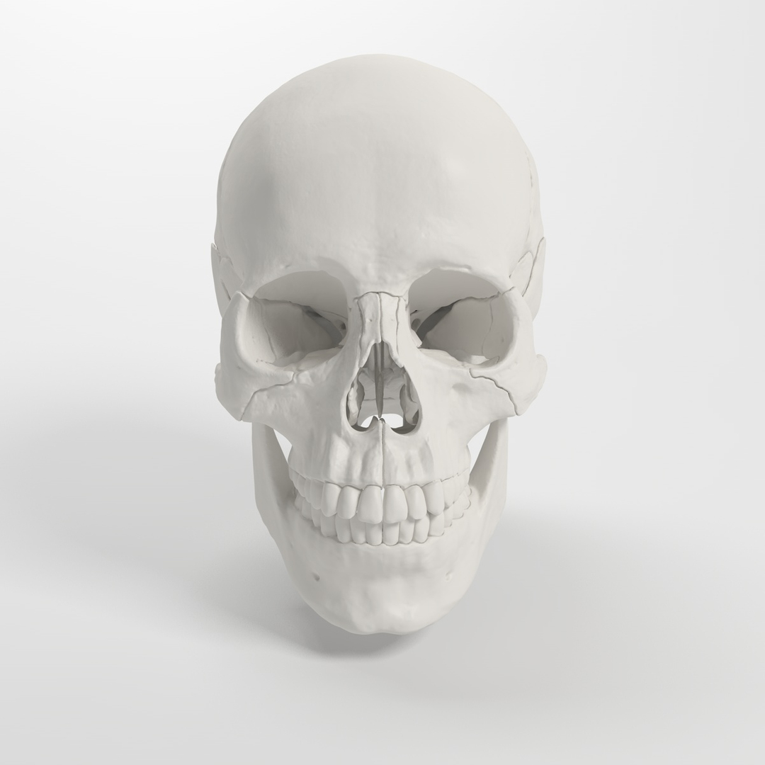 3d human skull https://p.turbosquid.com/ts-thumb/dW/fLk5d1/nJWs0M3l/skull_/jpg/1347056718/1920x1080/turn_fit_q99/a9ccdbe358f43f6b7361dbf5f2027955daab8c53/skull_-1.jpg