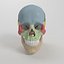 Advanced Skull