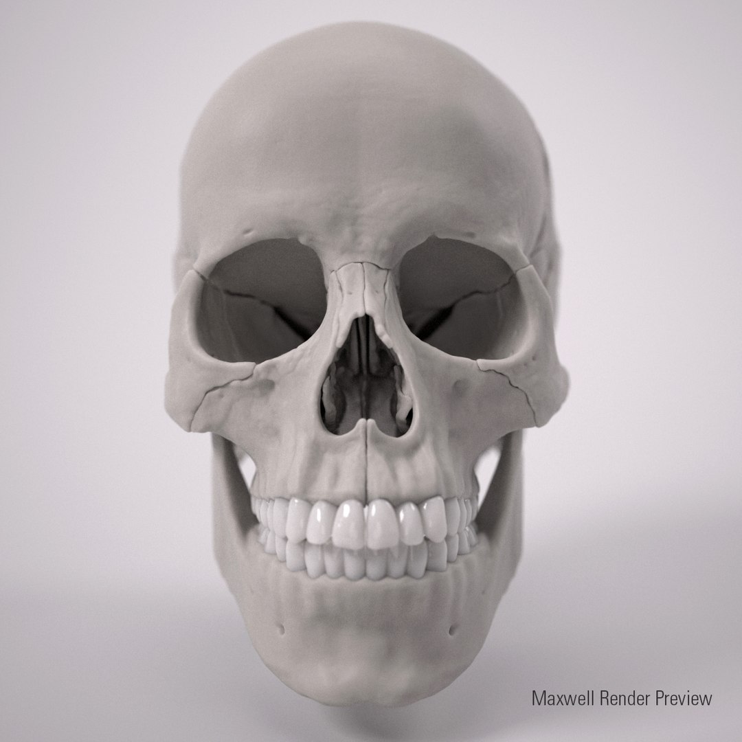 3d human skull https://p.turbosquid.com/ts-thumb/dW/fLk5d1/qV6GLFcp/front/jpg/1347907338/1920x1080/fit_q87/b7c9abfd726d1c64faa4aa58ac3ea994d0efbe12/front.jpg