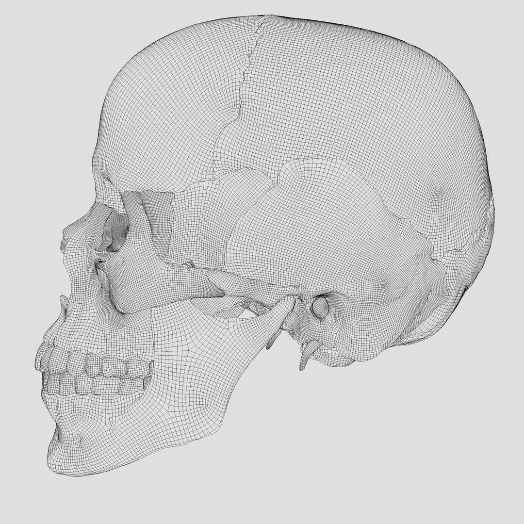 3d human skull