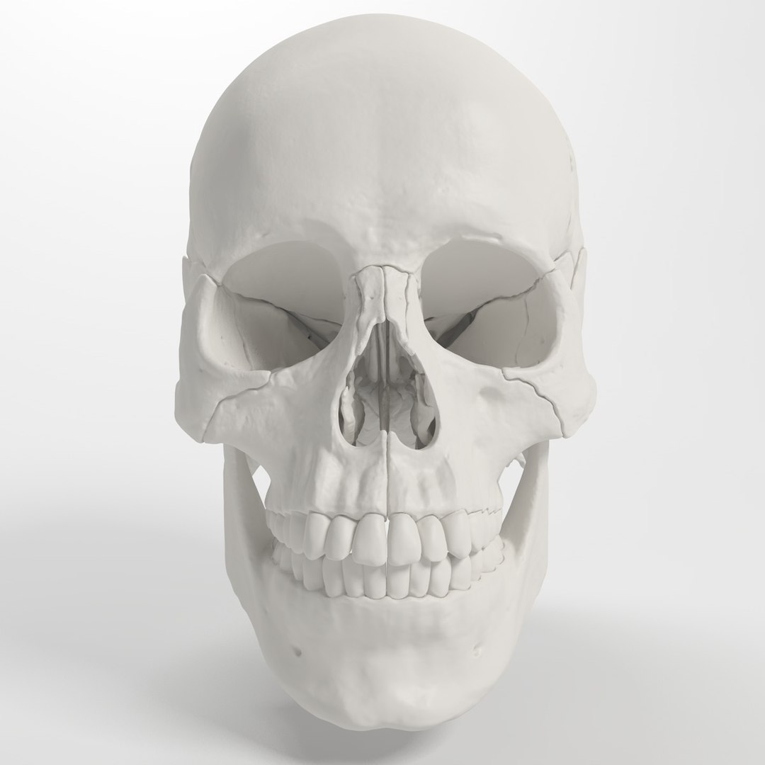3d human skull https://p.turbosquid.com/ts-thumb/dW/fLk5d1/w8oBUdGL/frontview/jpg/1346769048/1920x1080/fit_q87/c24a59dbefb22c4172758576aad3ea8755eb0351/frontview.jpg